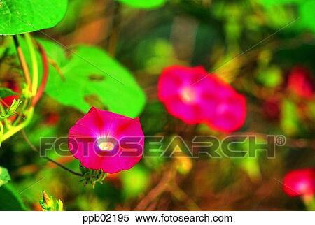 Stock Photography - flower, flower image, morning glory, day, plant, outdoor. Fotosearch