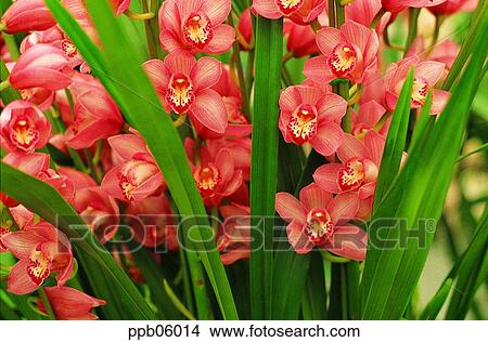 flower, flower image, orchid flower, day, tropical orchid, plant View Large Photo Image Picture - flower, flower image, orchid flower, day, tropical orchid, plant. Fotosearch