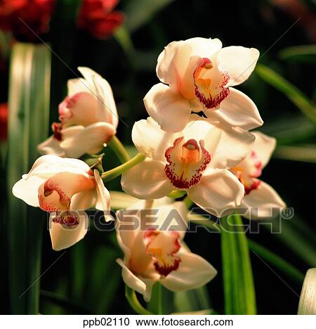 Stock Image - flower, flower image, orchid flower, day, tropical orchid, plant. Fotosearch