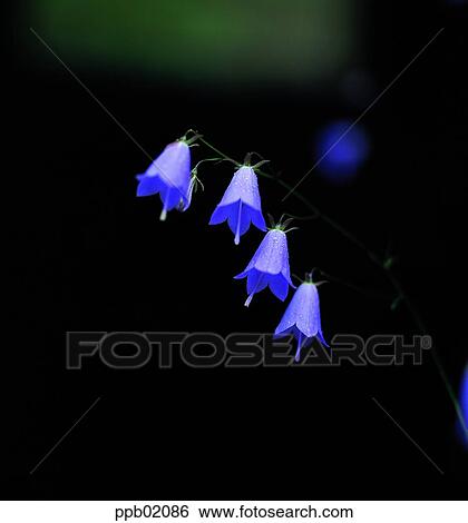 flower, flower image, purple, plant, outdoor, exterior View Large Photo Image Stock Photograph - flower, flower image, purple, plant, outdoor, exterior. Fotosearch