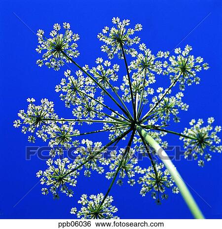 flower, flower image, tree, day, low angle, Alliumtuberosum, Buchu flower View Large Photo Image Stock Photograph - flower, flower image, tree, day, low angle, Alliumtuberosum, Buchu flower. Fotosearch