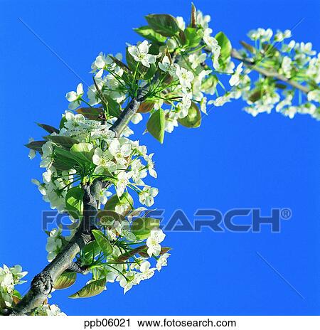flower, flower image, tree, day, pear flower, plant View Large Photo Image Stock Image - flower, flower image, tree, day, pear flower, plant. Fotosearch