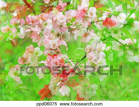 flower, flower image, tree, day, pear flower, sakura View Large Photo Image Stock Photography - flower, flower image, tree, day, pear flower, sakura. Fotosearch