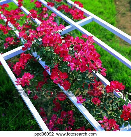 flower, flower image, tree, ivy, rambling rose, red color View Large Photo Image Stock Image - flower, flower image, tree, ivy, rambling rose, red color. Fotosearch