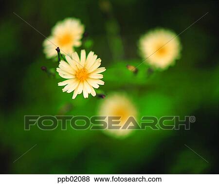 flower, flower image, yellow color, wild flower, field flower, plant View Large Photo Image Stock Photo - flower, flower image, yellow color, wild flower, field flower, plant. Fotosearch