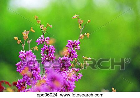 Picture - flower, flower tree, flower image, day, pink color, plant. Fotosearch