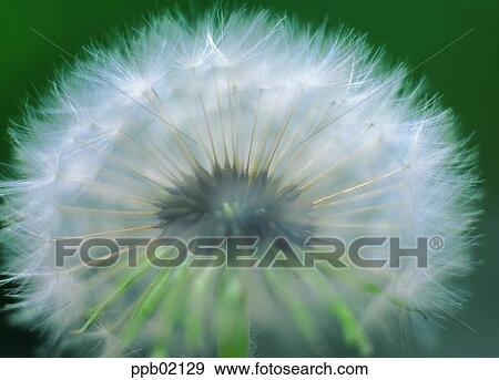Stock Photo - flower image, day, dandelion, dandelion spore, plant, outdoor. Fotosearch