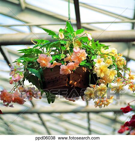 Stock Photo - flowerpot-hanger, flower, flower image, flower decoration, flowerpot, day. Fotosearch
