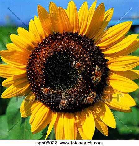insect, bug, flower, flower and insect, flower image, honey bee, day View Large Photo Image Stock Image - insect, bug, flower, flower and insect, flower image, honey bee, day. Fotosearch