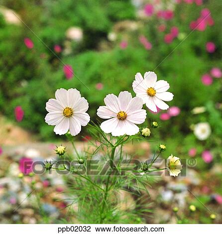 outdoor, flower, plant, day, flower image, autumn View Large Photo Image Stock Image - outdoor, flower, plant, day, flower image, autumn. Fotosearch