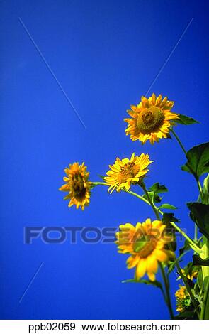 outdoor, flower, plant, day, flower image, autumn View Large Photo Image Stock Photo - outdoor, flower, plant, day, flower image, autumn. Fotosearch
