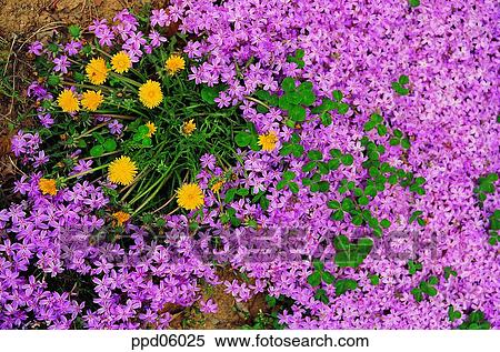 oxalis, flower, flower image, day, wild flower, field flower, dandelion View Large Photo Image Stock Photography - oxalis, flower, flower image, day, wild flower, field flower, dandelion. Fotosearch