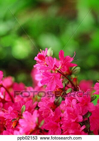 park, flower, flower garden, flower image, day, plant View Large Photo Image Stock Image - park, flower, flower garden, flower image, day, plant. Fotosearch