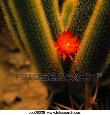 thorn, flower, flower image, day, cactus, cactus View Large Photo Image Stock Photography - thorn, flower, flower image, day, cactus, cactus. Fotosearch