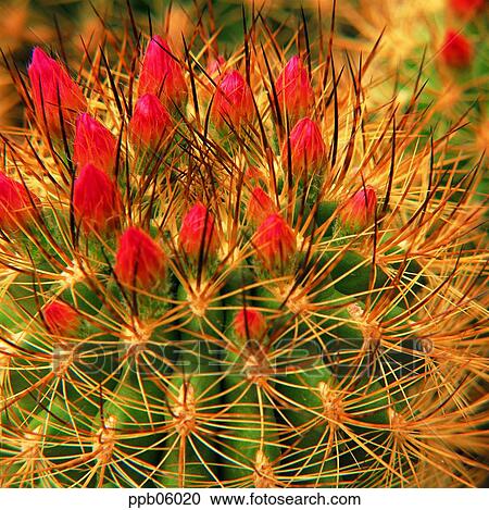 thorn, flower image, day, cactus, cactus, plant View Large Photo Image Stock Image - thorn, flower image, day, cactus, cactus, plant. Fotosearch