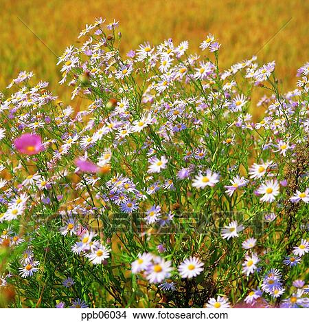 wild flower, flower, wild camomile, day, flower image, field flower, aster tataricus View Large Photo Image Picture - wild flower, flower, wild camomile, day, flower image, field flower, aster tataricus. Fotosearch