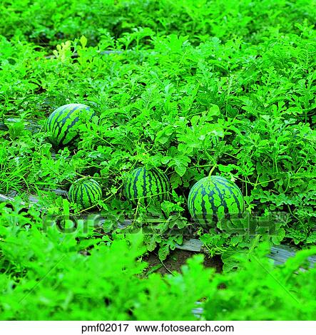 day, objects, affairs, matters, things, watermelon View Large Photo Image Stock Photo - day, objects, affairs, matters, things, watermelon. Fotosearch