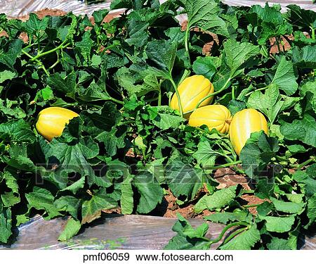 fruit, farm, farm products, objects, affairs, matters View Large Photo Image Stock Photo - fruit, farm, farm products, objects, affairs, matters. Fotosearch