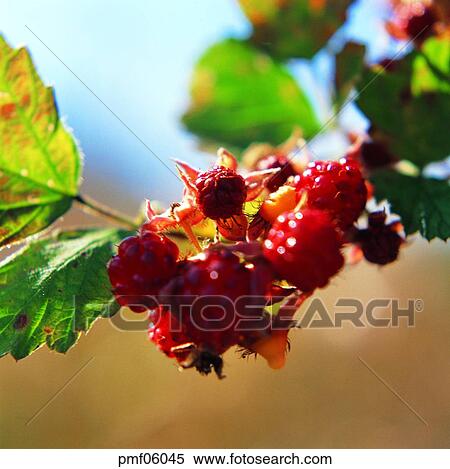 fruit, fruit, nut, upper tree, on the tree, objects View Large Photo Image Stock Photography - fruit, fruit, nut, upper tree, on the tree, objects. Fotosearch