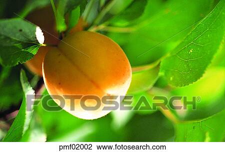 fruit garden, orchard, fruit farm, fruit, fruit tree, upper tree, on the tree View Large Photo Image Stock Image - fruit garden, orchard, fruit farm, fruit, fruit tree, upper tree, on the tree. Fotosearch