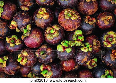 fruit, objects, affairs, matters, things, harvest fruit View Large Photo Image Stock Image - fruit, objects, affairs, matters, things, harvest fruit. Fotosearch