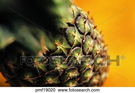 Stock Image - fruit, objects, affairs, matters, things, harvest fruit. Fotosearch