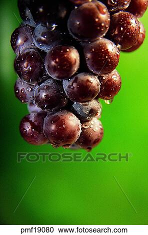 fruit, objects, affairs, matters, things, harvest fruit View Large Photo Image Stock Image - fruit, objects, affairs, matters, things, harvest fruit. Fotosearch