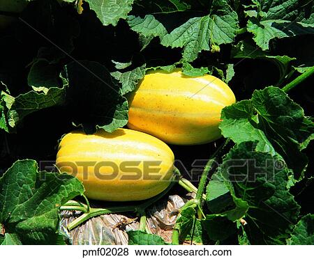 fruit, objects, affairs, matters, things, outdoor View Large Photo Image Stock Photo - fruit, objects, affairs, matters, things, outdoor. Fotosearch