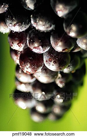 fruit, objects, affairs, matters, things, harvest fruit View Large Photo Image Stock Photo - fruit, objects, affairs, matters, things, harvest fruit. Fotosearch