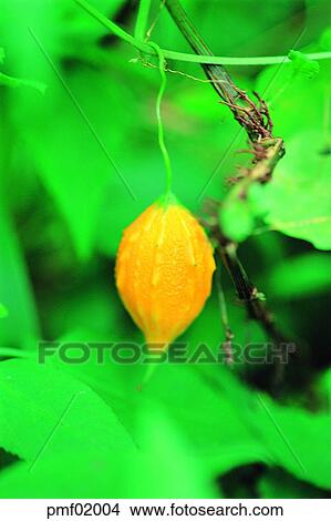 Picture - fruit, tree, upper tree, on the tree, objects, affairs. Fotosearch