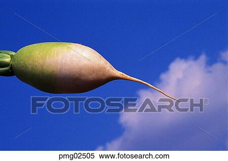 exterior, farm products, outdoor, radish, radish, agricultural products View Large Photo Image Stock Photography - exterior, farm products, outdoor, radish, radish, agricultural products. Fotosearch