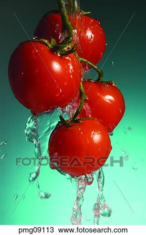 fruit, wash fruits, agricultural products, farm products, moisture, cherry tomato View Large Photo Image Stock Image - fruit, wash fruits, agricultural products, farm products, moisture, cherry tomato. Fotosearch