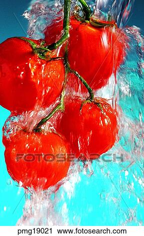 Stock Image - fruit, wash fruits, agricultural products, farm products, water, water, cherry tomato. Fotosearch