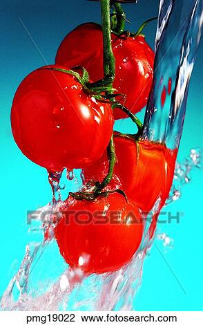 fruit, wash fruits, agricultural products, farm products, water, water, cherry tomato View Large Photo Image Stock Image - fruit, wash fruits, agricultural products, farm products, water, water, cherry tomato. Fotosearch