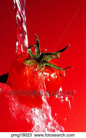 Stock Image - fruit, wash fruits, agricultural products, farm products, water, water, cherry tomato. Fotosearch