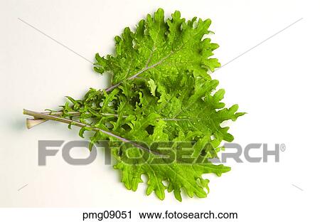 greens, farm products, vegetables, rice wrapped in leaves, indoor, agricultural products View Large Photo Image Stock Image - greens, farm products, vegetables, rice wrapped in leaves, indoor, agricultural products. Fotosearch