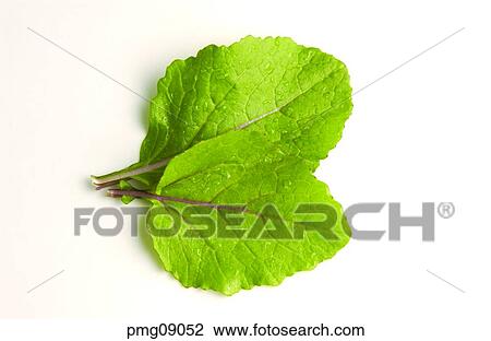 greens, farm products, vegetables, rice wrapped in leaves, indoor, agricultural products View Large Photo Image Stock Image - greens, farm products, vegetables, rice wrapped in leaves, indoor, agricultural products. Fotosearch
