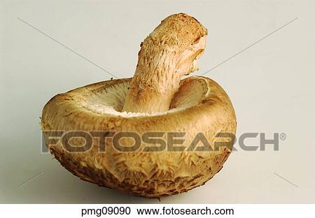 greens, farm products, vegetables, indoor, mushroom, agricultural products View Large Photo Image Stock Image - greens, farm products, vegetables, indoor, mushroom, agricultural products. Fotosearch