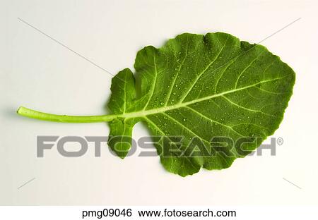 greens, farm products, vegetables, indoor, harvest, agricultural products View Large Photo Image Stock Photograph - greens, farm products, vegetables, indoor, harvest, agricultural products. Fotosearch