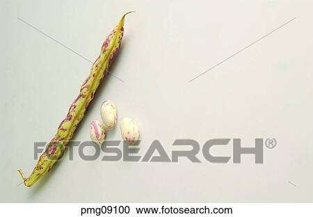 Stock Image - kidney bean, French bean, cereal, grain, agricultural products, farm products. Fotosearch