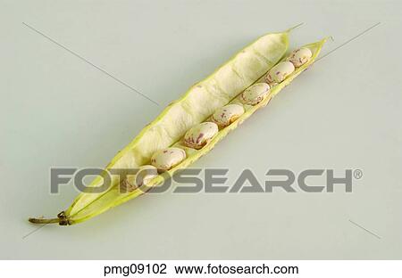 Stock Image - kidney bean, French bean, cereal, grain, agricultural products, farm products. Fotosearch