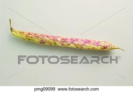 kidney bean, French bean, cereal, grain, agricultural products, farm products View Large Photo Image Stock Photo - kidney bean, French bean, cereal, grain, agricultural products, farm products. Fotosearch