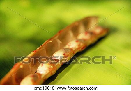 kidney bean, French bean, cereal, grain, agricultural products, farm products View Large Photo Image Stock Photo - kidney bean, French bean, cereal, grain, agricultural products, farm products. Fotosearch