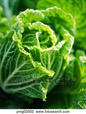 outdoor, farm products, plant, frost, cabbage, agricultural products View Large Photo Image Stock Image - outdoor, farm products, plant, frost, cabbage, agricultural products. Fotosearch