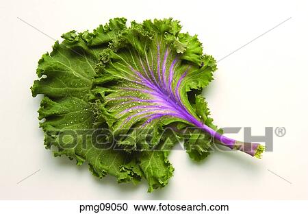 salad seasoned mustard, agricultural products, farm products, indoor, rice wrapped in leaves, vegetables View Large Photo Image Stock Image - salad seasoned mustard, agricultural products, farm products, indoor, rice wrapped in leaves, vegetables. Fotosearch