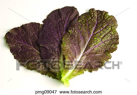 Stock Photo - salad seasoned mustard, agricultural products, farm products, indoor, rice wrapped in leaves, vegetables. Fotosearch