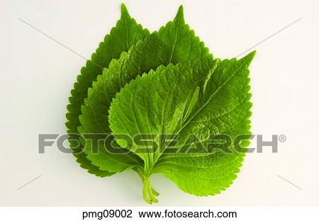 sesame leaf, agricultural products, farm products, harvest, indoor, vegetables View Large Photo Image Stock Image - sesame leaf, agricultural products, farm products, harvest, indoor, vegetables. Fotosearch