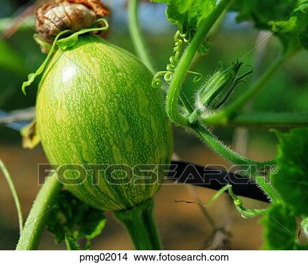 vegetables, farm products, exterior, outdoor, plant, agricultural products View Large Photo Image Picture - vegetables, farm products, exterior, outdoor, plant, agricultural products. Fotosearch