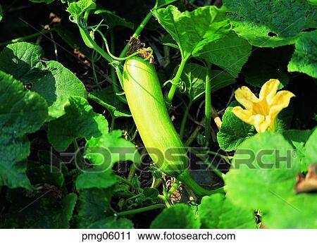 Stock Image - vegetables, farm products, exterior, outdoor, plant, agricultural products. Fotosearch