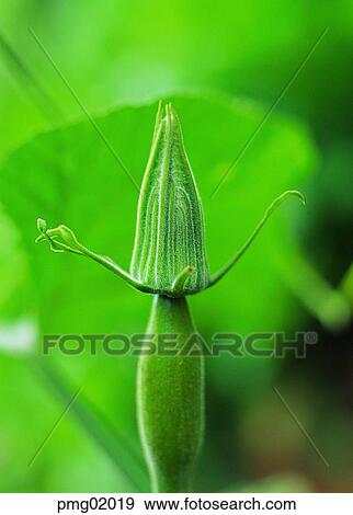 vegetables, farm products, exterior, outdoor, plant, agricultural products View Large Photo Image Stock Photo - vegetables, farm products, exterior, outdoor, plant, agricultural products. Fotosearch
